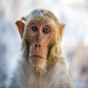 Captain Monkey Bo-Bo VI