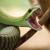 Talking Dispholidus Typus
