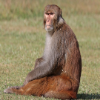 Mr Monkey Abu-Abu